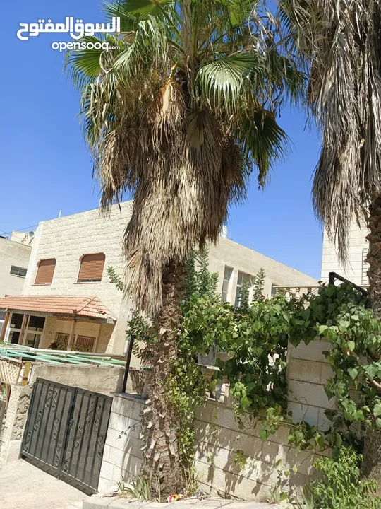 شجر نخيل زينه