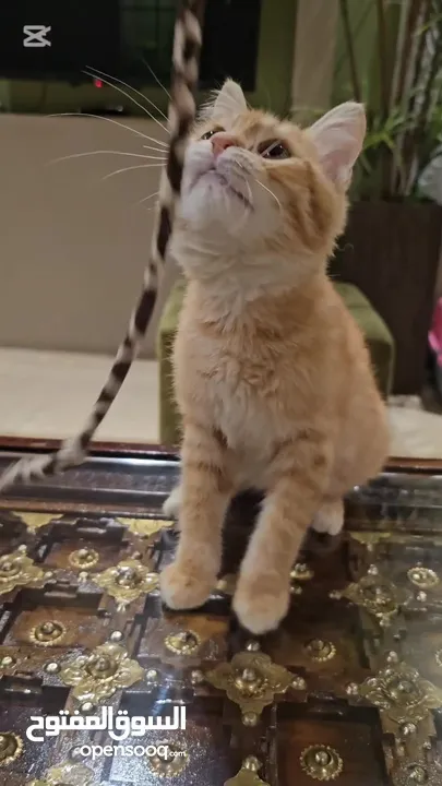 قط صغير برتقالي بعمر شهرين للتبني /2 month old orange kitten for adoption