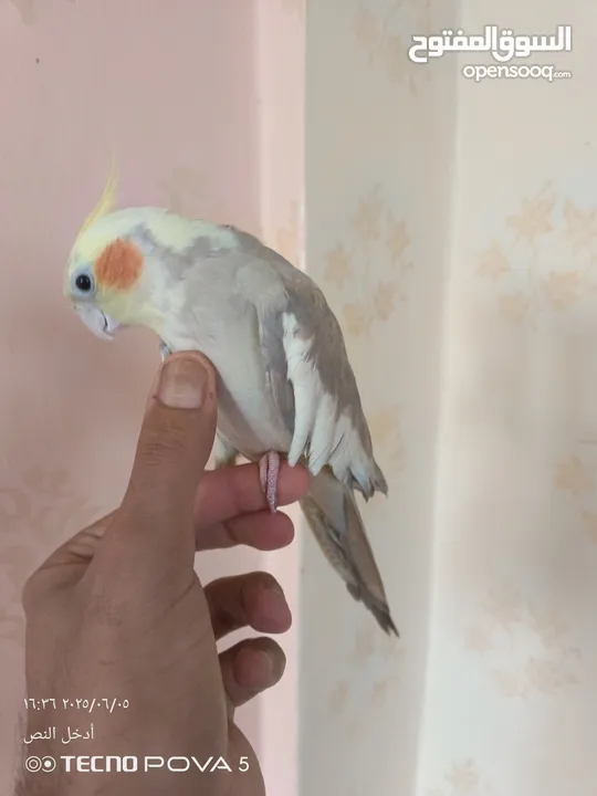 طائر كوكتيل اليف 100% مع قفص كاسكو