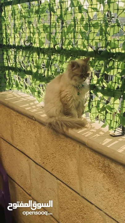 قطة للبيع في المرقب
