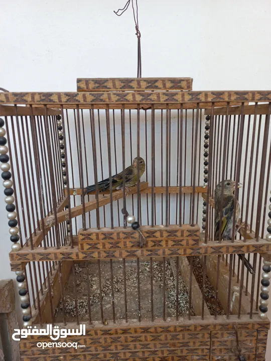 فراخ بندوق حسون للبيع