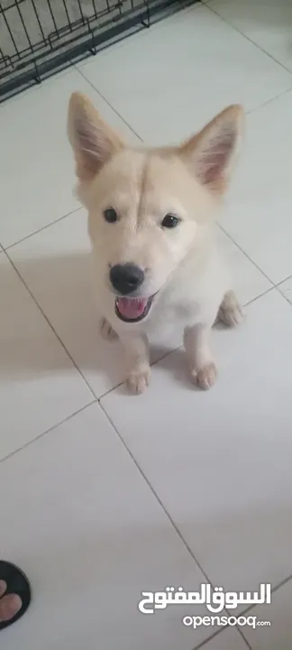 Golden mix with Husky