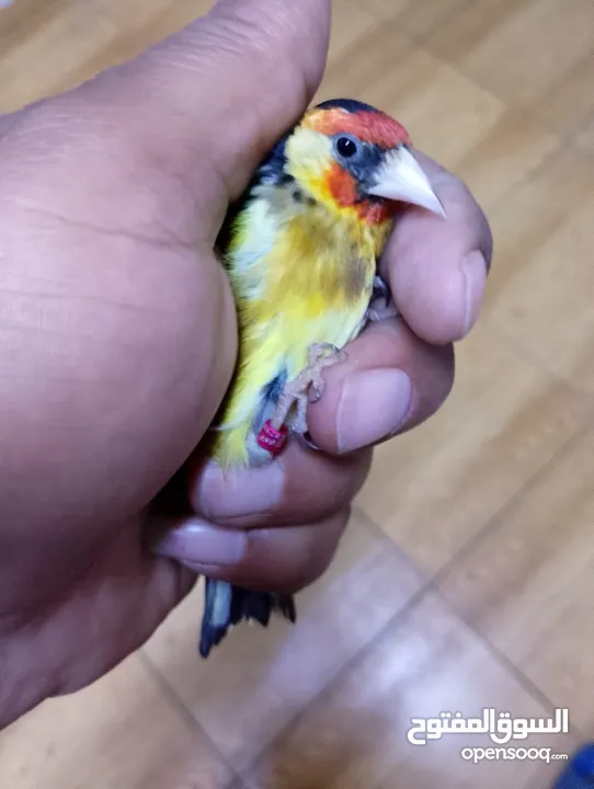 حسون كلاسك اصفر مايور حجل 24
