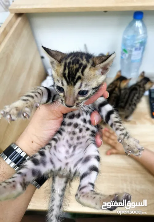 Pure Bengals females