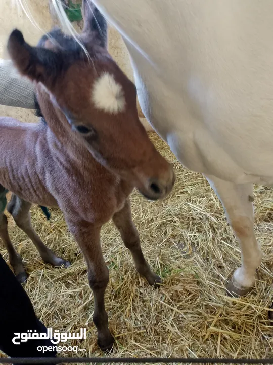 مهر عربي اصيل مع اوراق مواليد شهر 4/2025