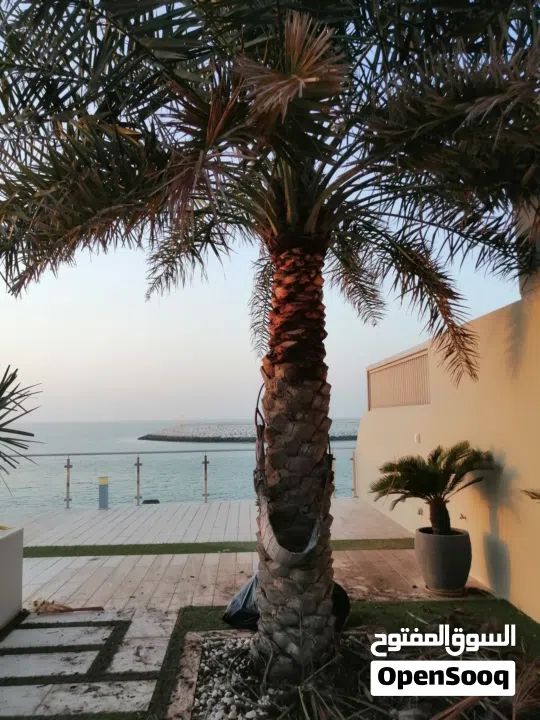 لتنظيف النخيل والواشنتونيا والاهتمام بالحدائق والثمار بكافه انواعها