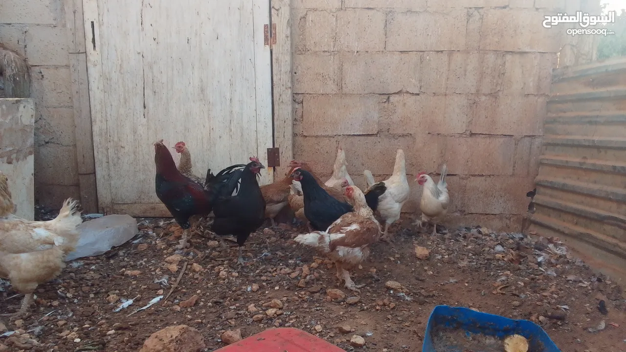 11 جاجه وديك نخب النخب