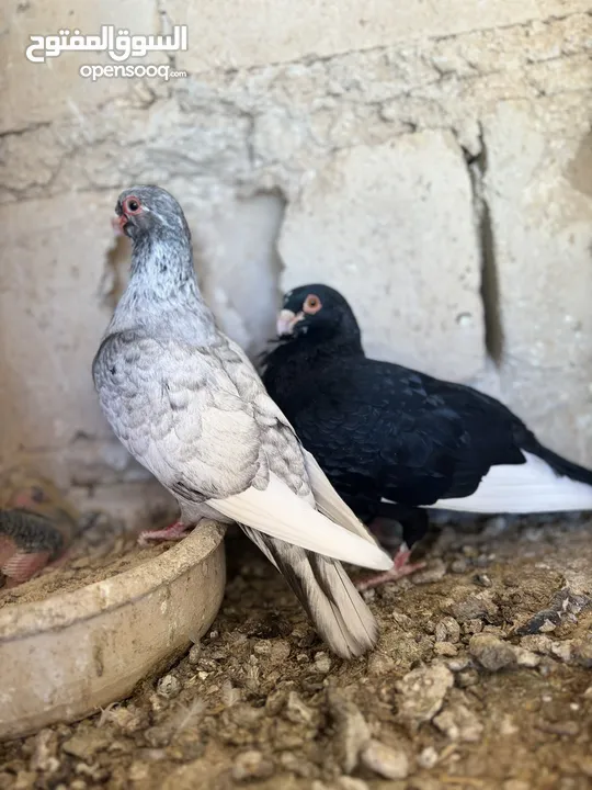 جوز مسويد بيروتيات قد كف اليد  تحتيهم بيض وفراخ للبيع بدوان فراخ قالب بدل على فراخل مكريش
