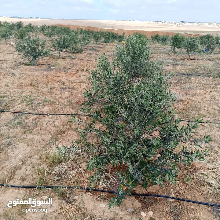ارض للبيع  في الجميل أم رصاص    دنوم 8بسعر مغري