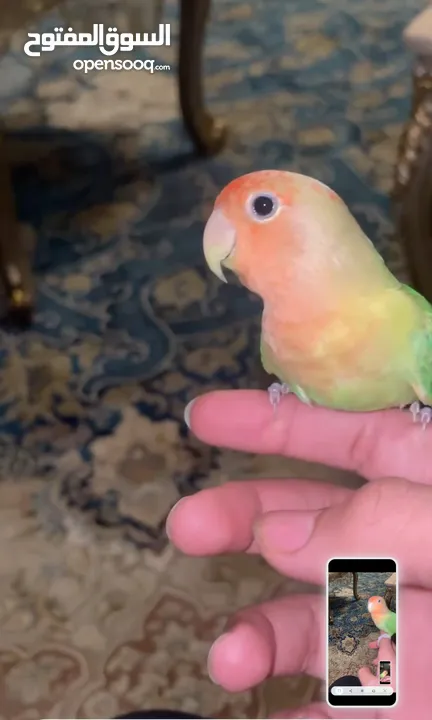 للبيع طير لاف بيرد أليف ومدرب