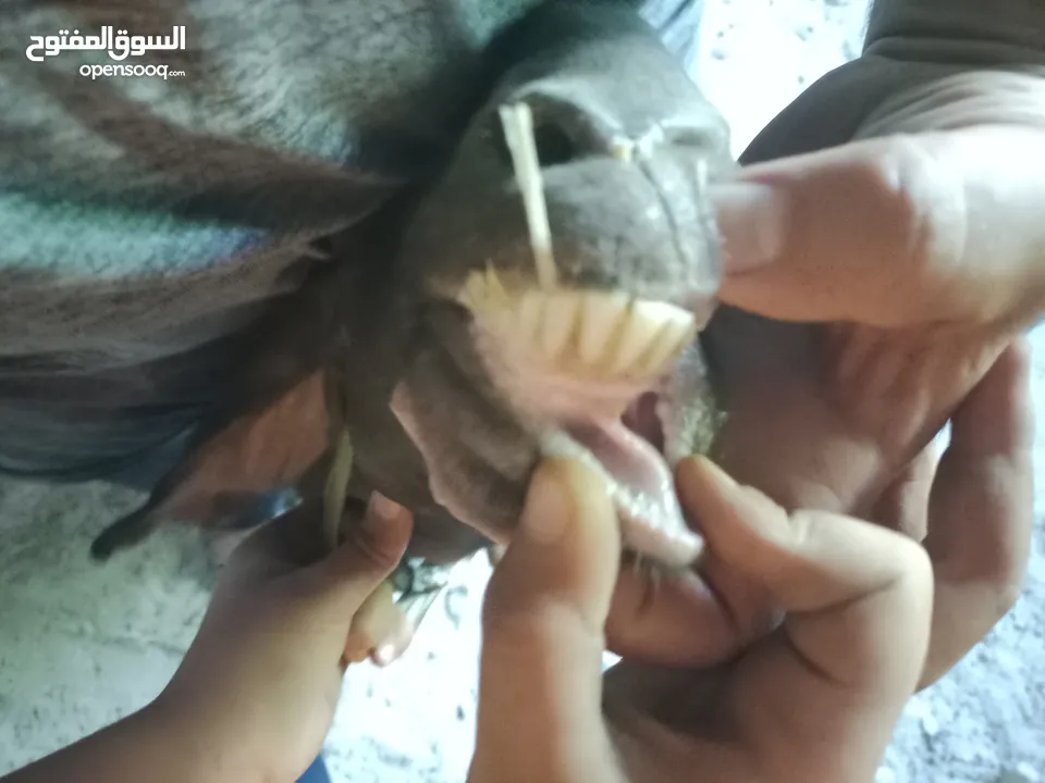 عنزتين للبيع او بدل على خرفان