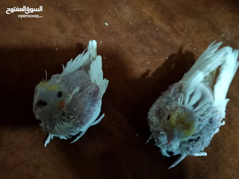 مجموعة طيور جواز كلها شغاله أن شاء الله