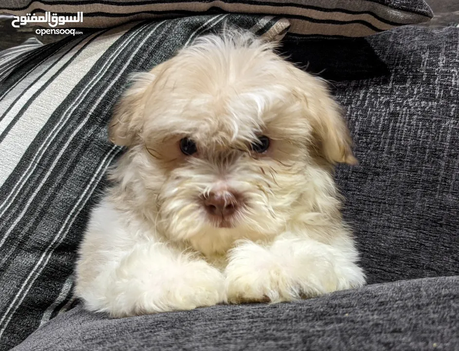 جراوي شيتزو - Shitzu puppies