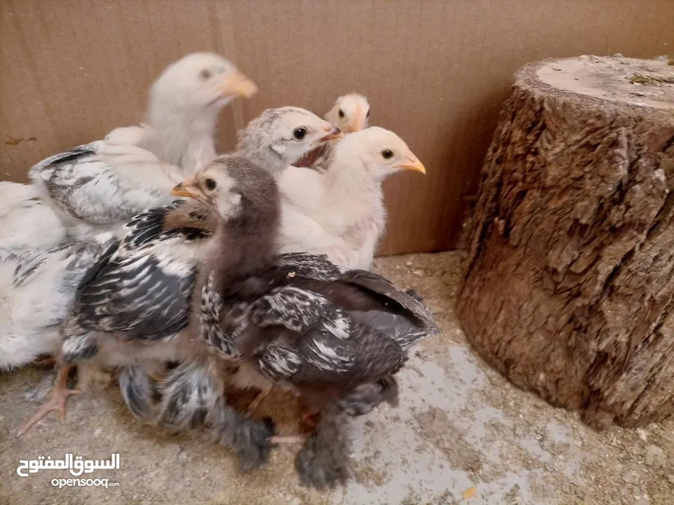 صيصان براهمي. عمر  شهر 5 ايام