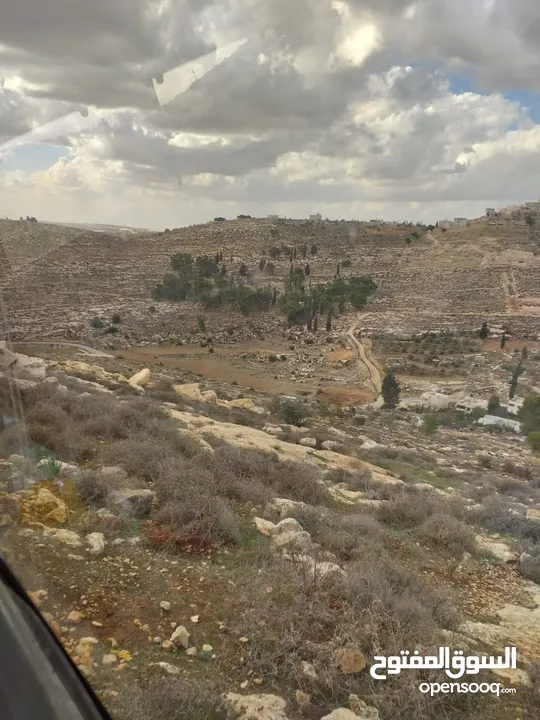 كوشان طابو فلسطيني