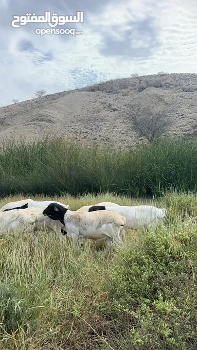 كبشان وتيوس صومالية مطعومه وسمينه