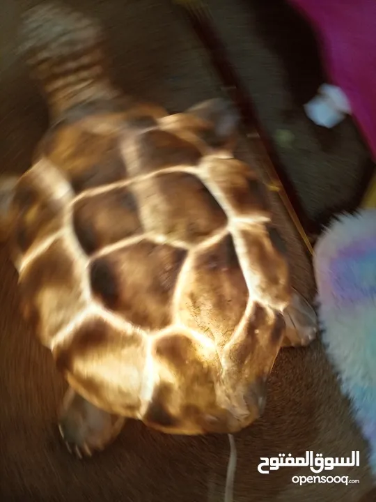 سلحفاة حدائق مضيئه للبيع
