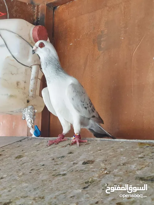فحول وطواير للبيع