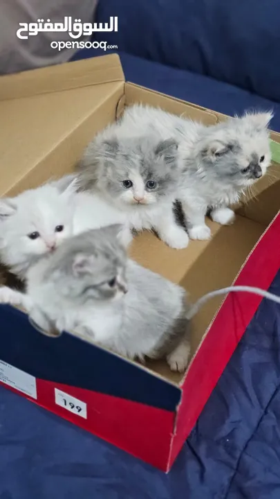 4 قطط شيرازي   4 Persian kittens