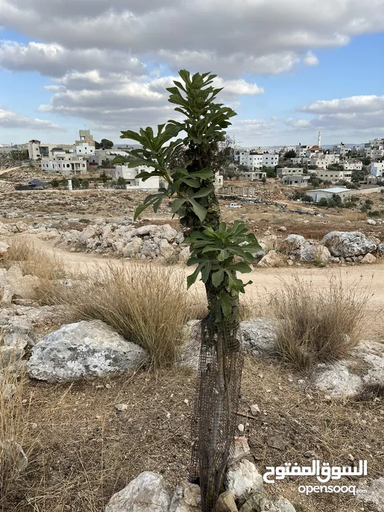 قطعة أرض للبيع في ديرقديس