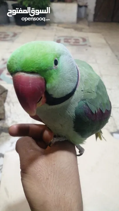 فحل كاسندرا طوق كامل أليف 100%