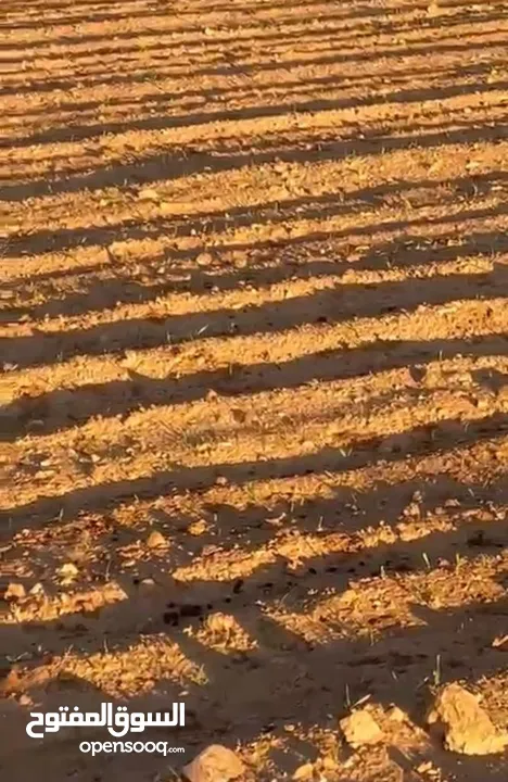 ارض زراعي قعفور 3600 متر  قوشان مستقل مستقبل قريب جداا