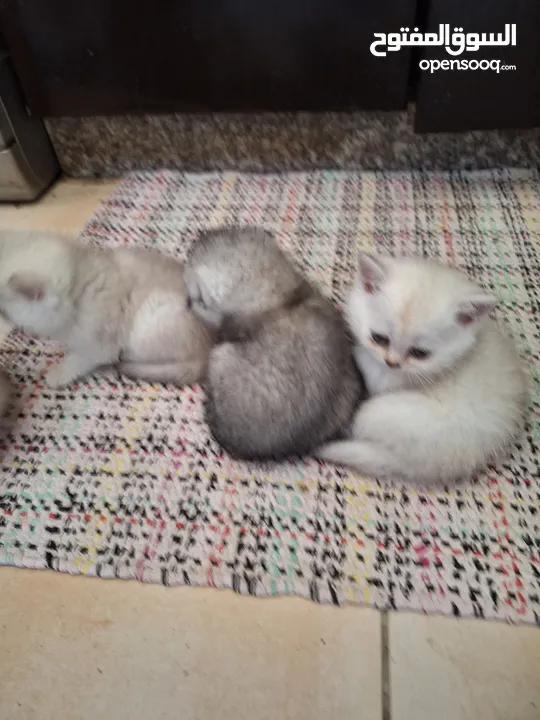 British fold and straight  kittens