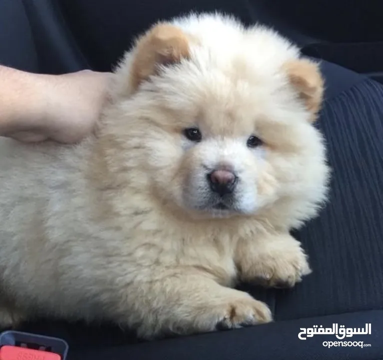 chiot chow chow age 55 jeur vaccine
