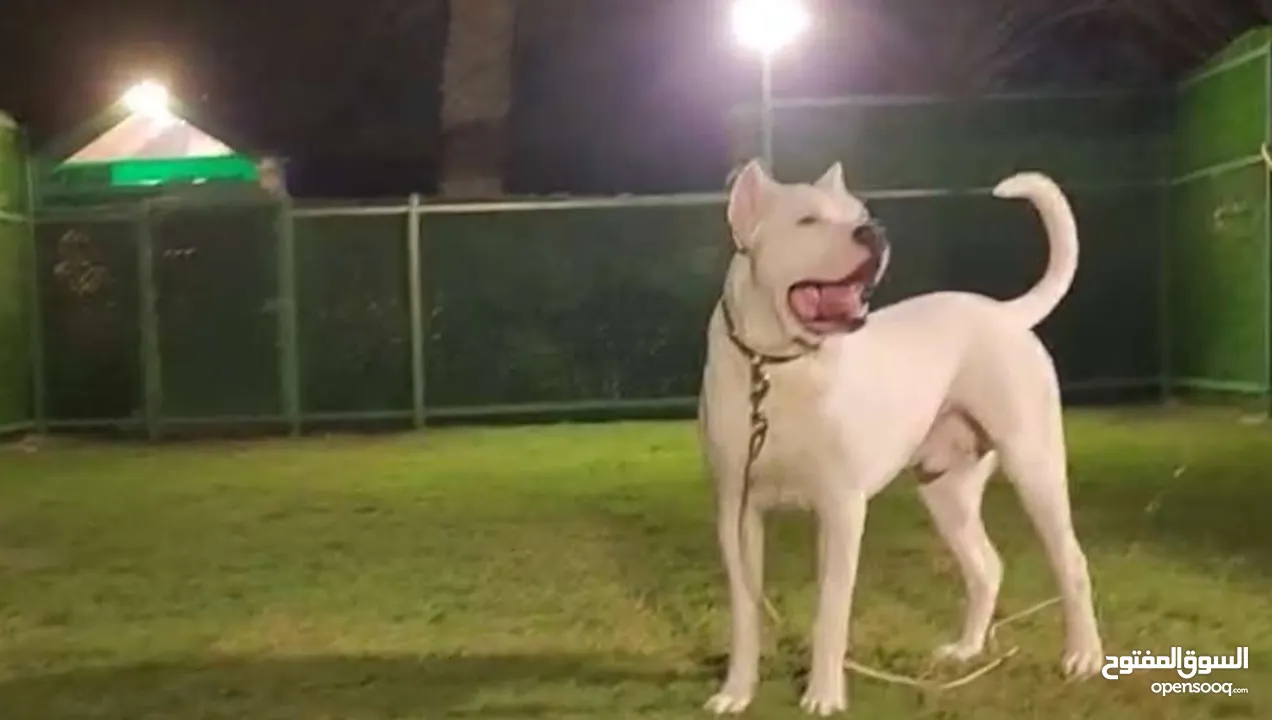 Dogo Argentino