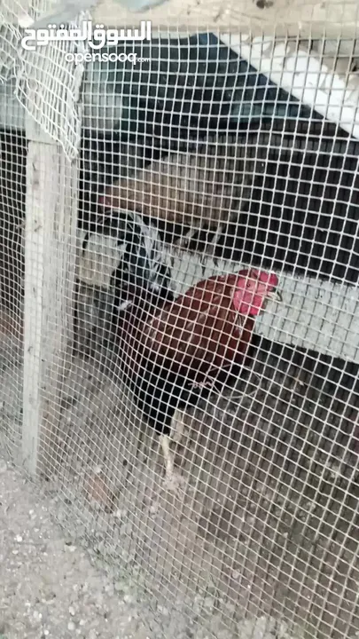 دجاج بلدي تربية بيت صحه ونظافه