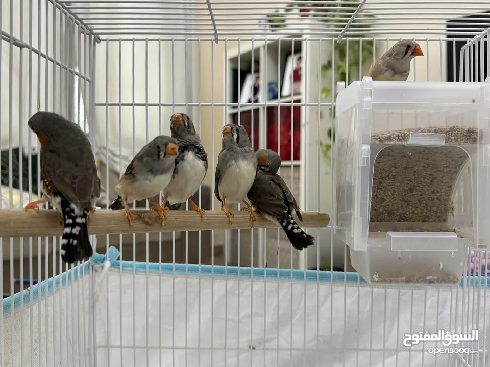 عصفورين كناري + 6 عصافير زيبرا في قفص كبير 60سم مع مستلزماتهم  3 Canari birds + 6 zebra finches