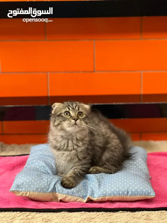 Scottish fold cats male and female  3 month old