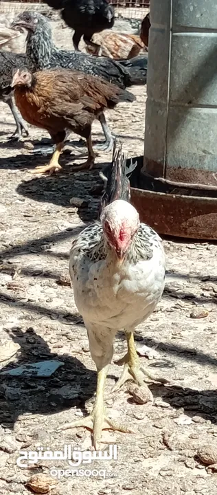 صوص بلدي للبيع