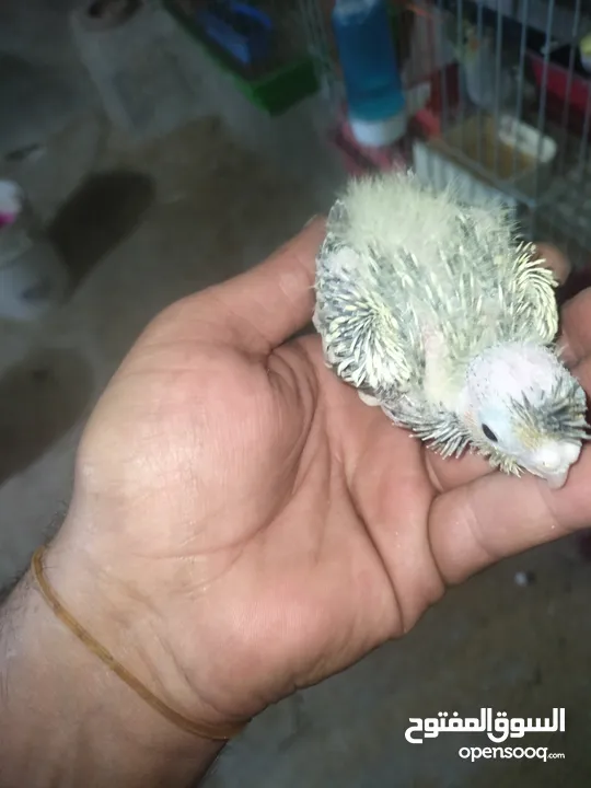 افراح كوكتيل زق يدوي