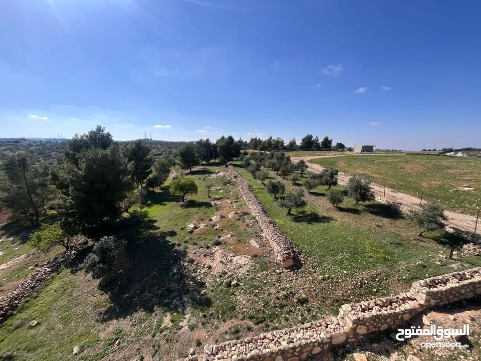 فرصة العمر مزرعة زيتون راقية  طريق اربد عمان كافه الخدمات 17 دونم و نص منتجه