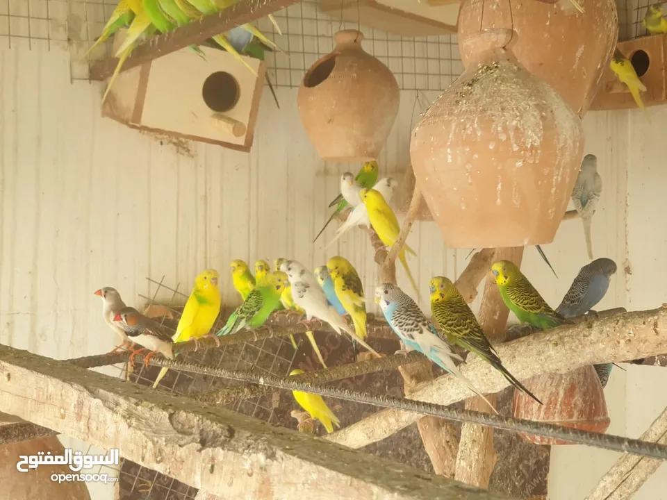 للبيع طيور بادجي بالوان جميلة وحجم كبير محلية ومنتج البيع بالجملة الموقع نزوى