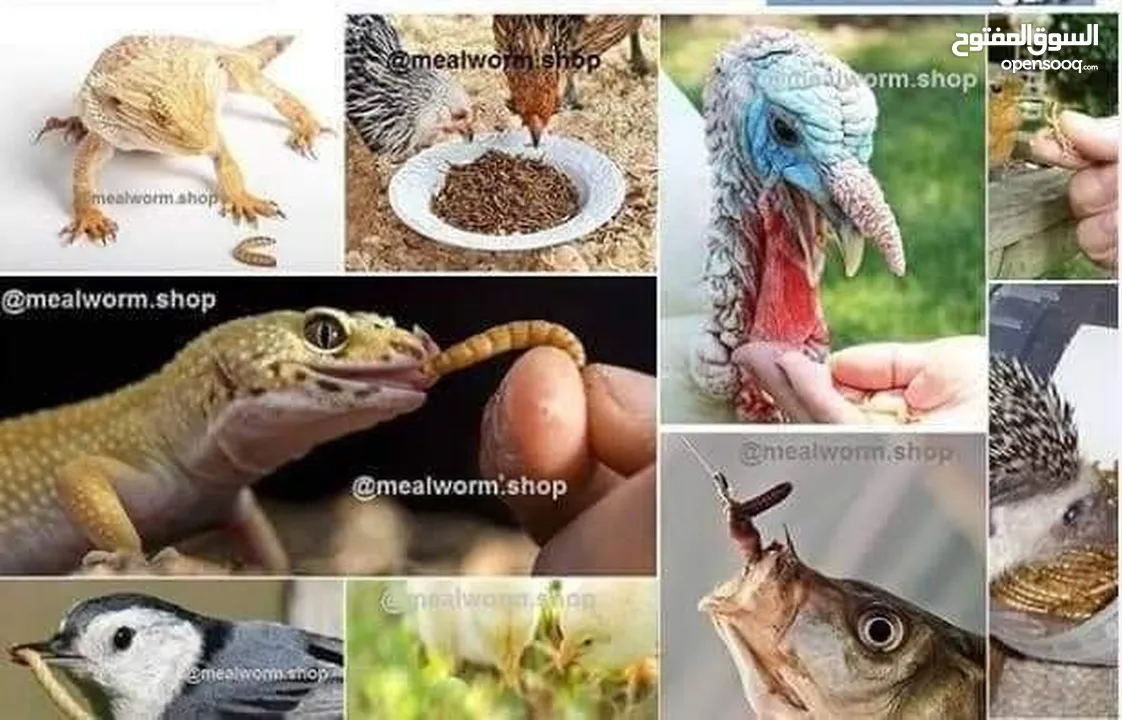 يرقات دود القبابي حي ميلوورم mealworm غذاء ممتاز بروتين حيواني لا يسبب التشحيم للطيور والاسمام
