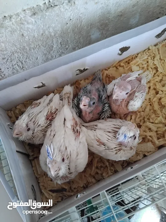 فراخ كوكتيل زق يدوي سحم الكفارات
