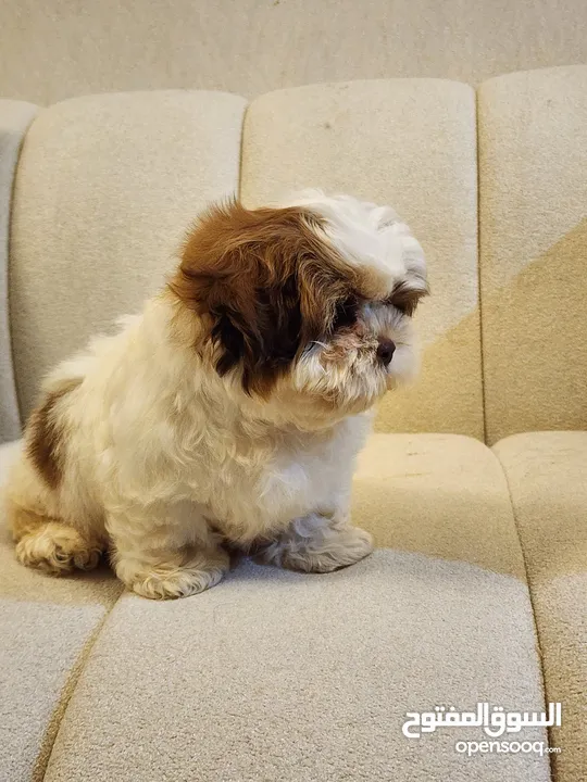 50 Days, Red nosed Pure Shihtzu puppies