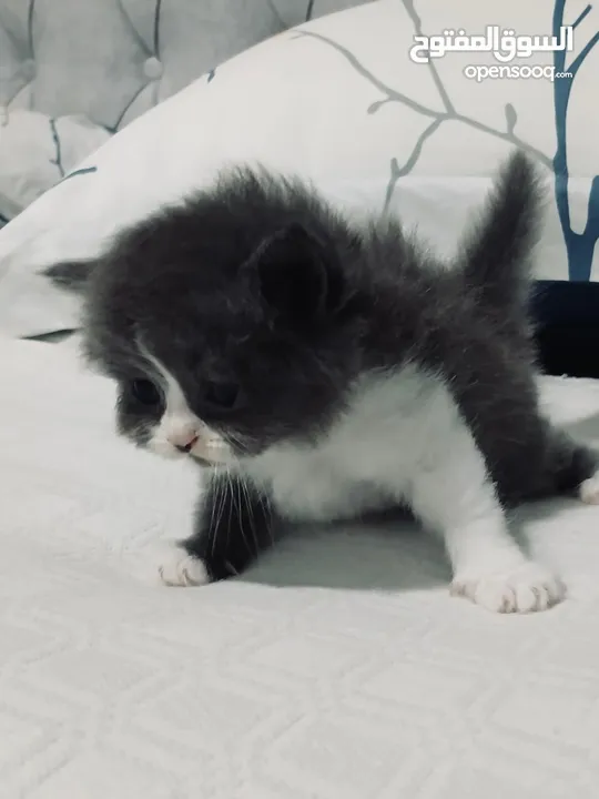 قطط هيمالايا