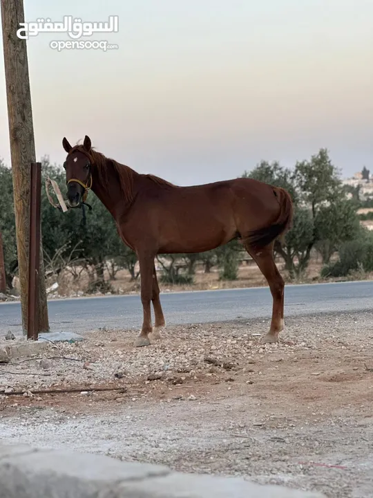 فرس نخب النخب