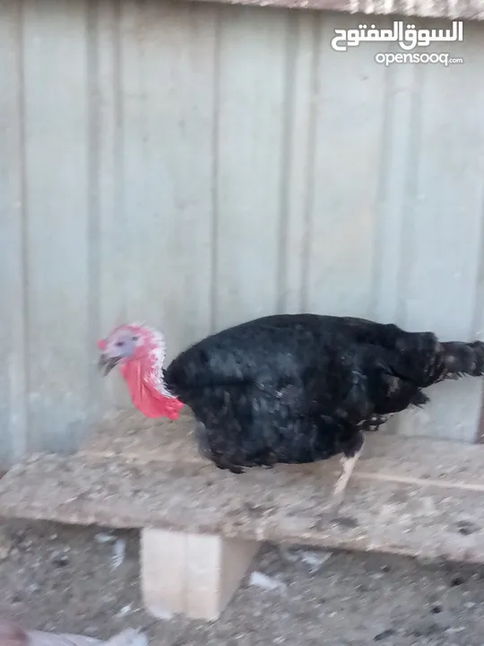 ديك حبش للبيع