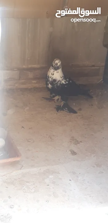طيرة سكسفونية للبدل بلدي