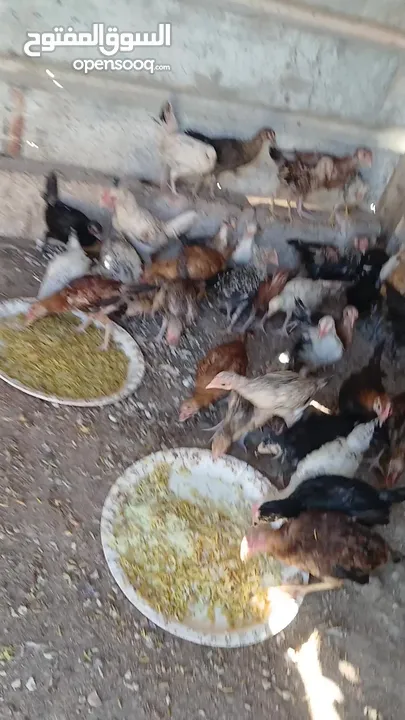45 حبه بلديات فراخ ترقيد مش فقاسة وعلفهن شعير ونخاله حبات مقنوي صحه ونضافه صلاة النبي