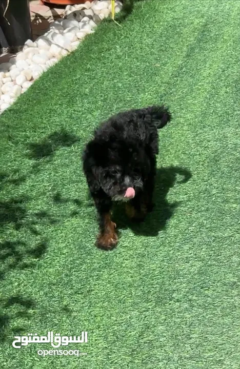 Maltipoo black and tan female puppy