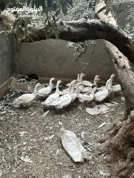 إوز ابيض للبيع