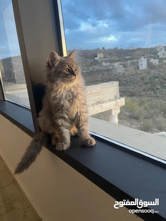 قطط شيرازي للبيع