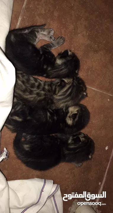 Pure bengal newborn kittens serious buyers only