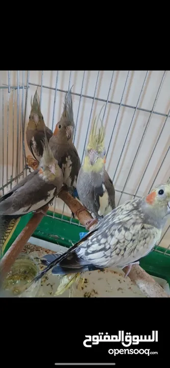 طيور كوكتيل مخاليف للبيع سعر الحبه 15 دينار