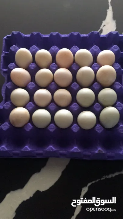بيض بط للبيع طازج